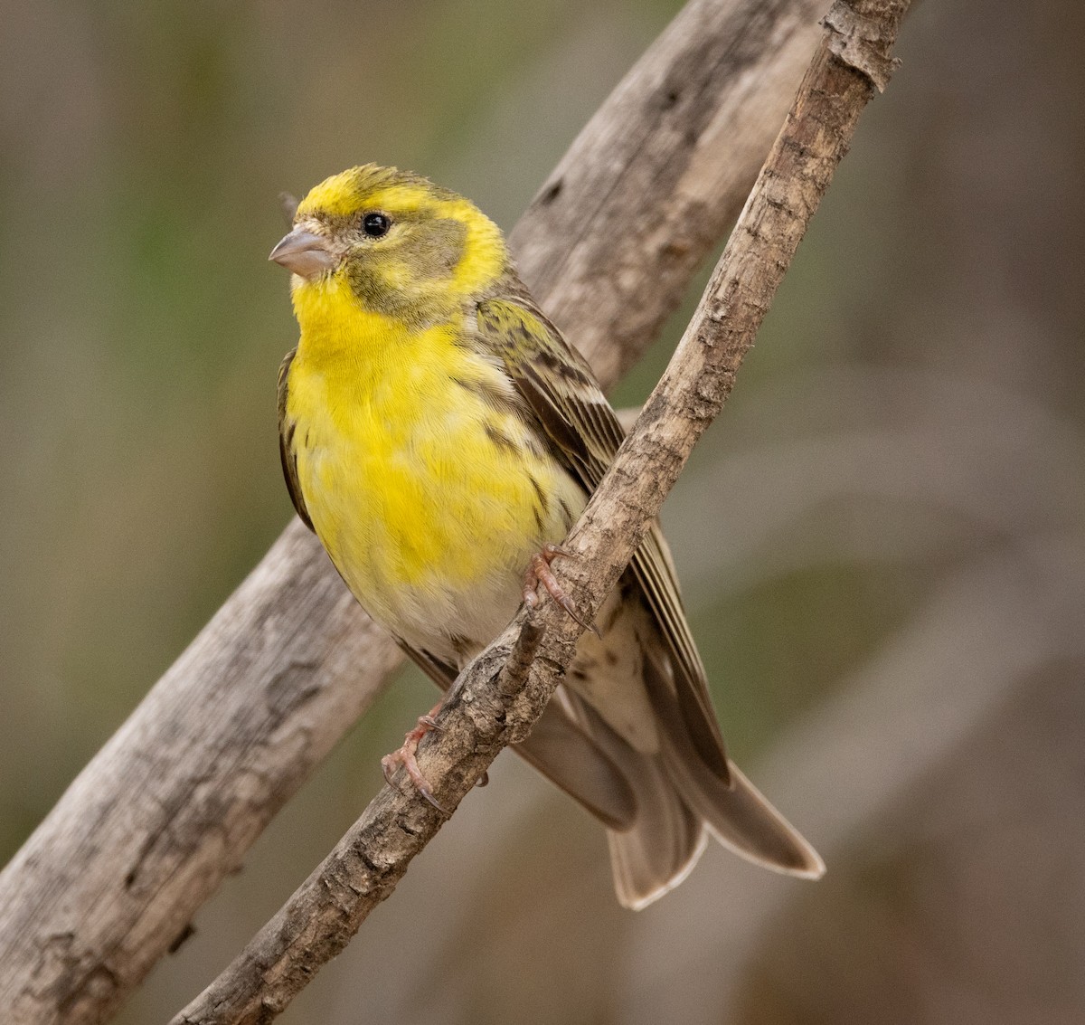 European Serin - ML642858881