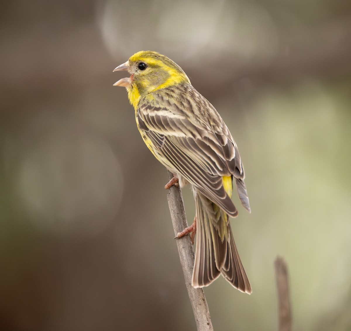 European Serin - ML642858882