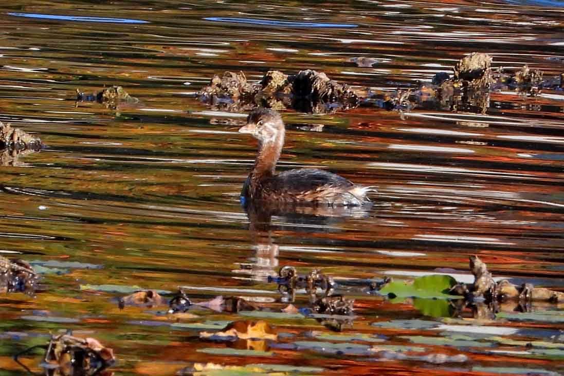 Pied-billed Grebe - ML642858893