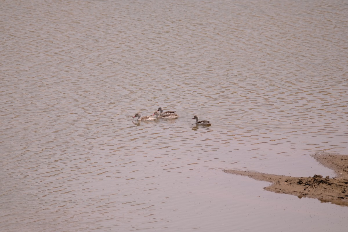 Canard du Cap - ML642858902