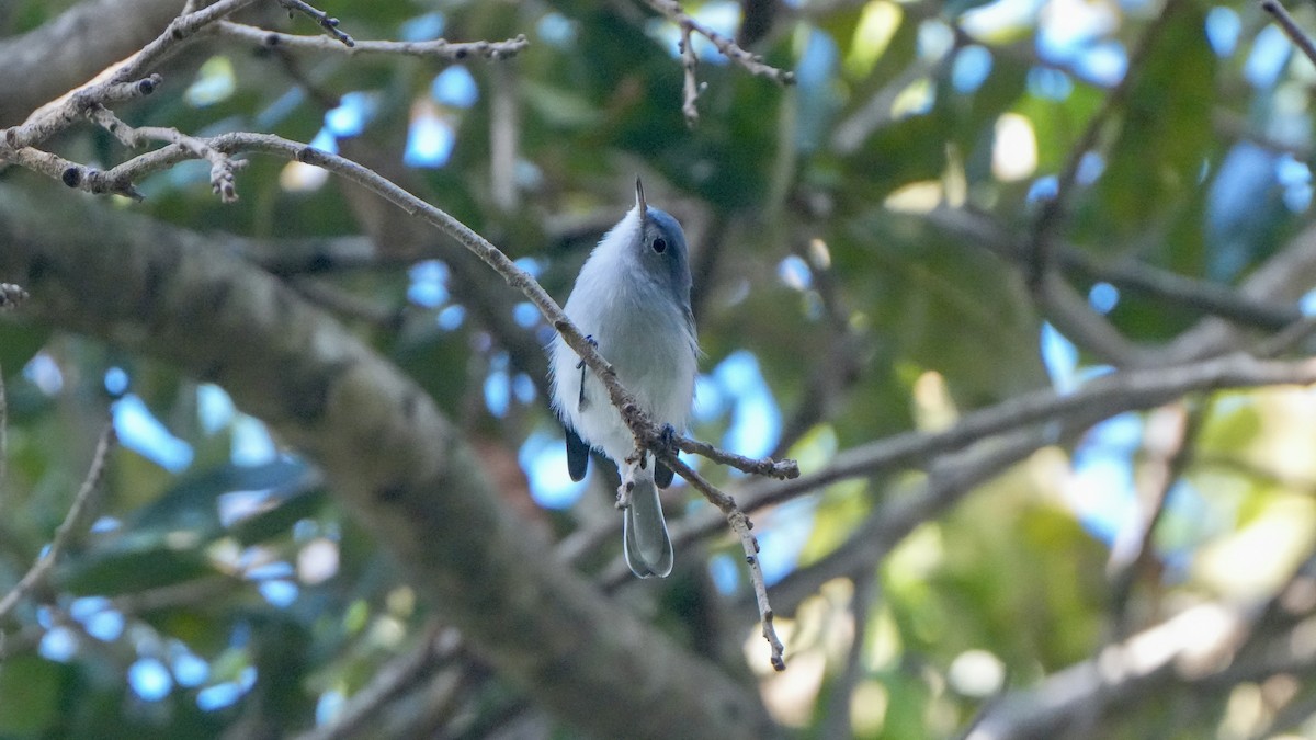 Blue-gray Gnatcatcher - ML642858905