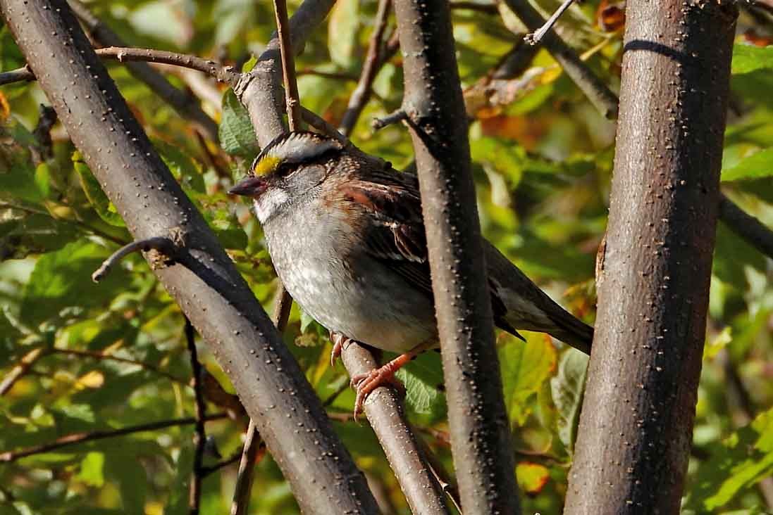 White-throated Sparrow - ML642858907