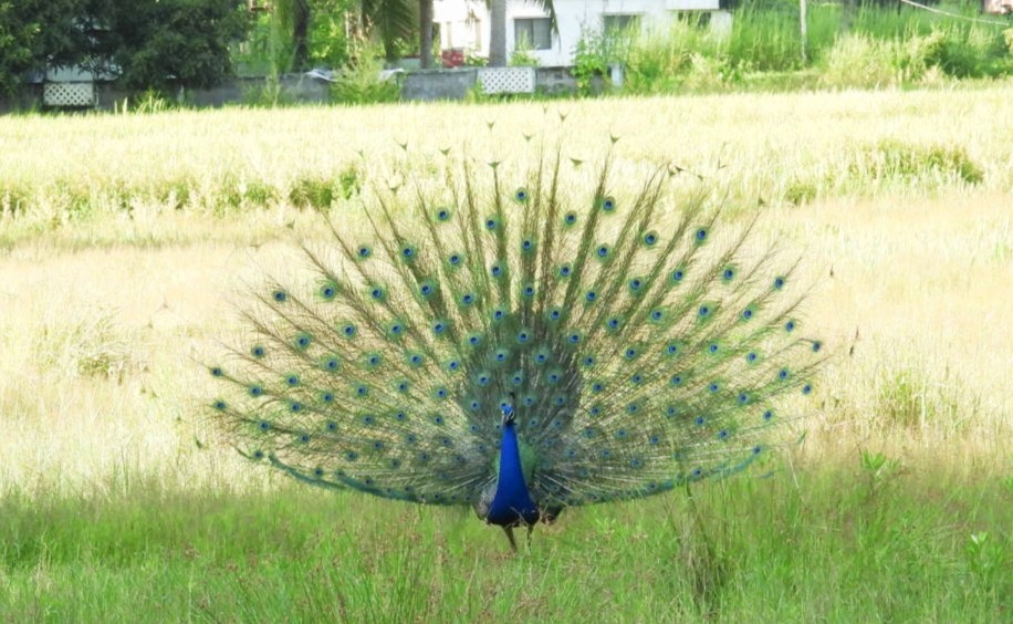 Indian Peafowl - ML642858911