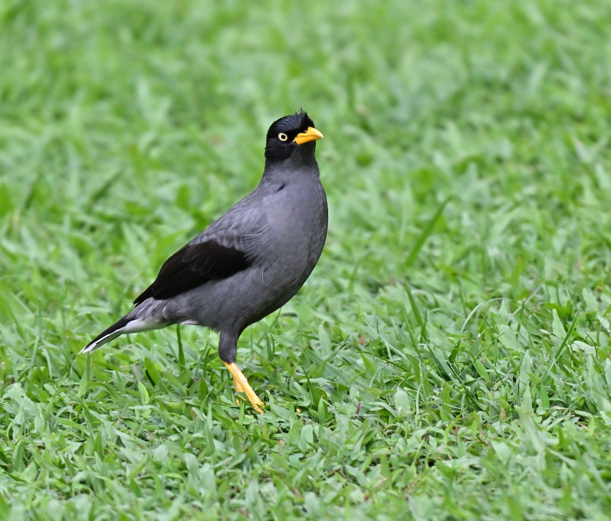 Javan Myna - ML642858914