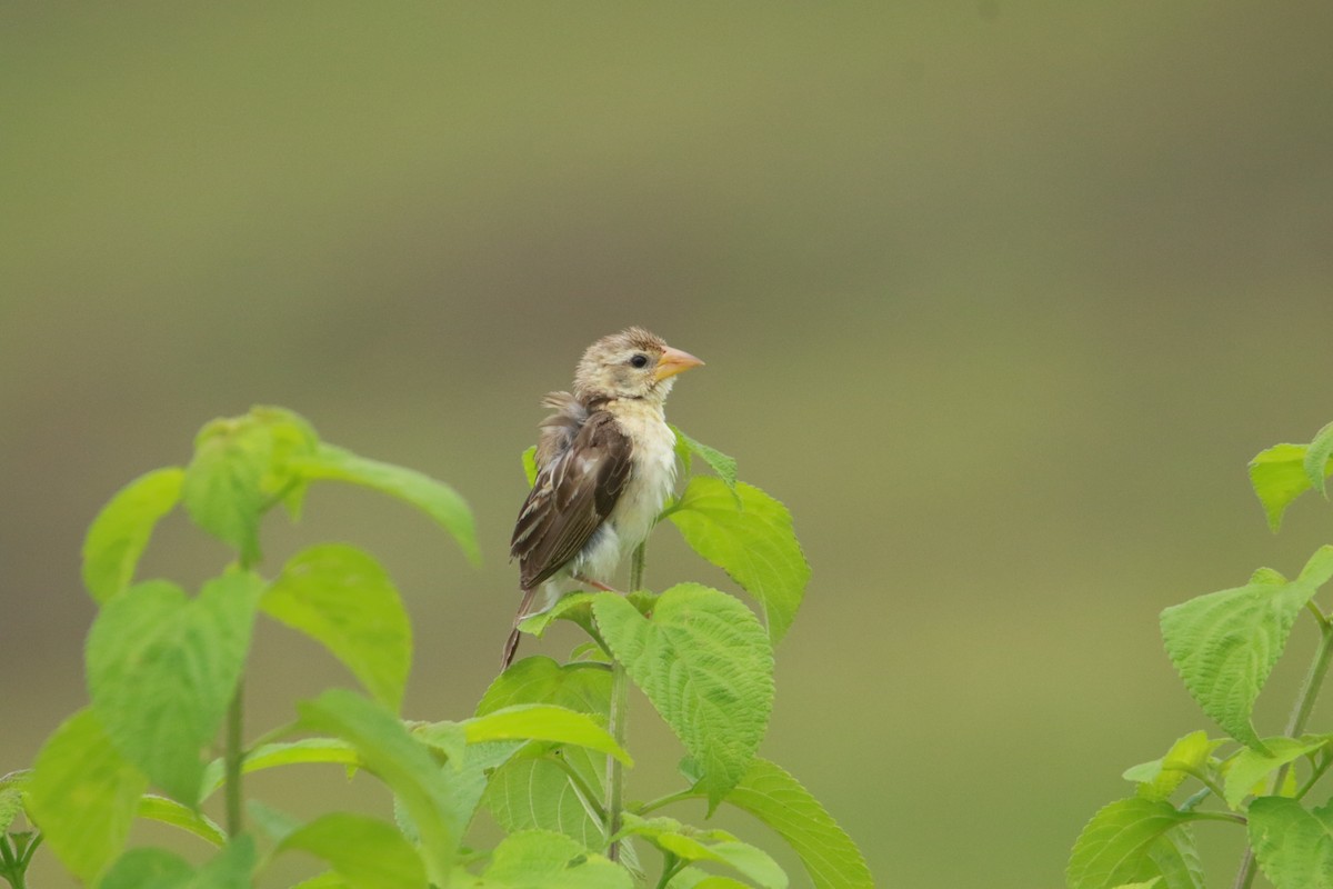 Baya Weaver - ML642858916