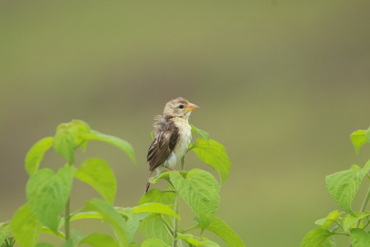 Baya Weaver - ML642858917