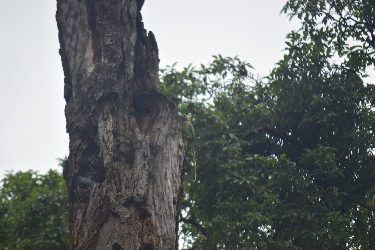 Alexandrine Parakeet - ML642858924