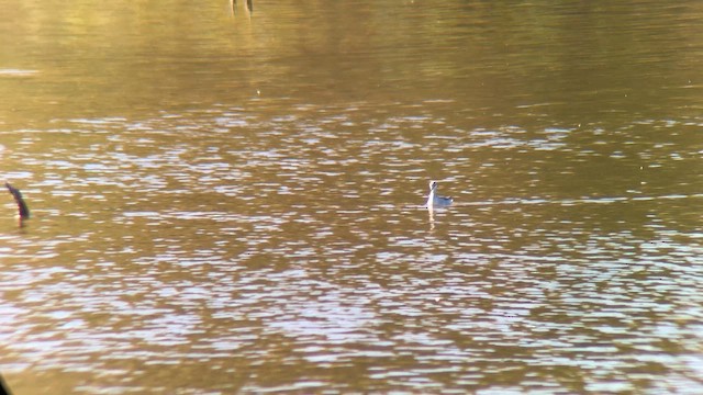 Phalarope de Wilson - ML642858927