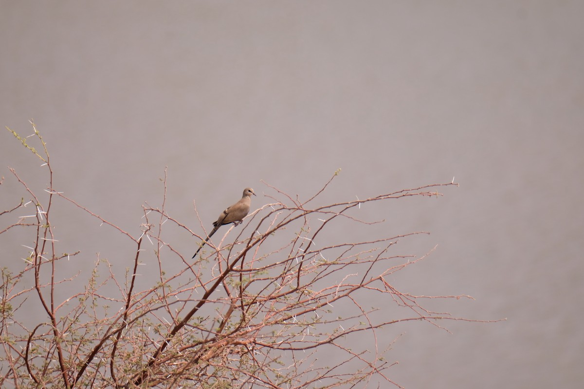 Namaqua Dove - ML642858933