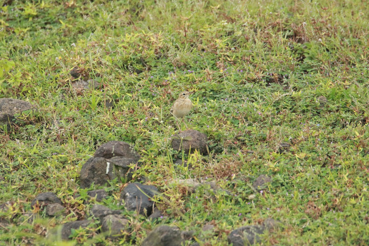 Paddyfield Pipit - ML642858944