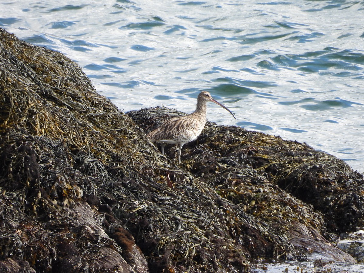 Eurasian Curlew - ML642858947