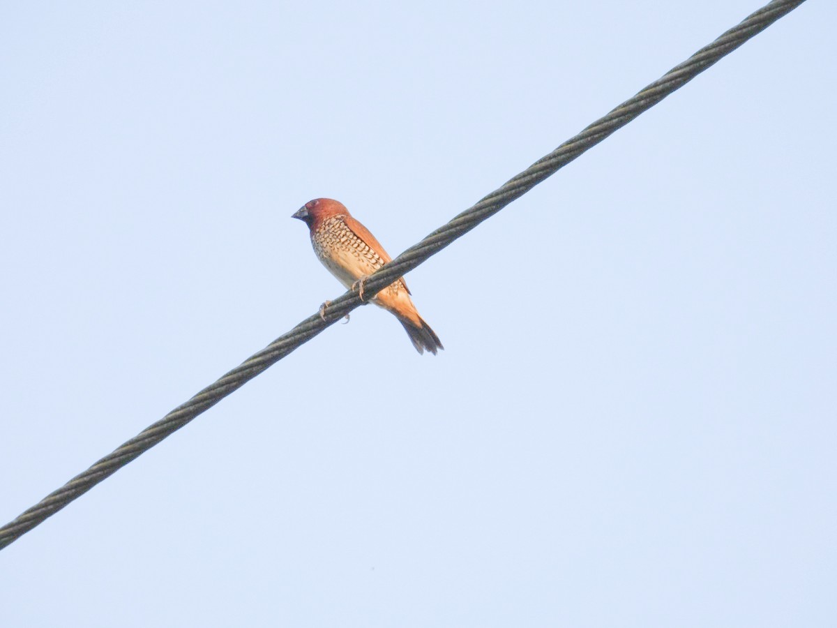 Scaly-breasted Munia - ML642858949