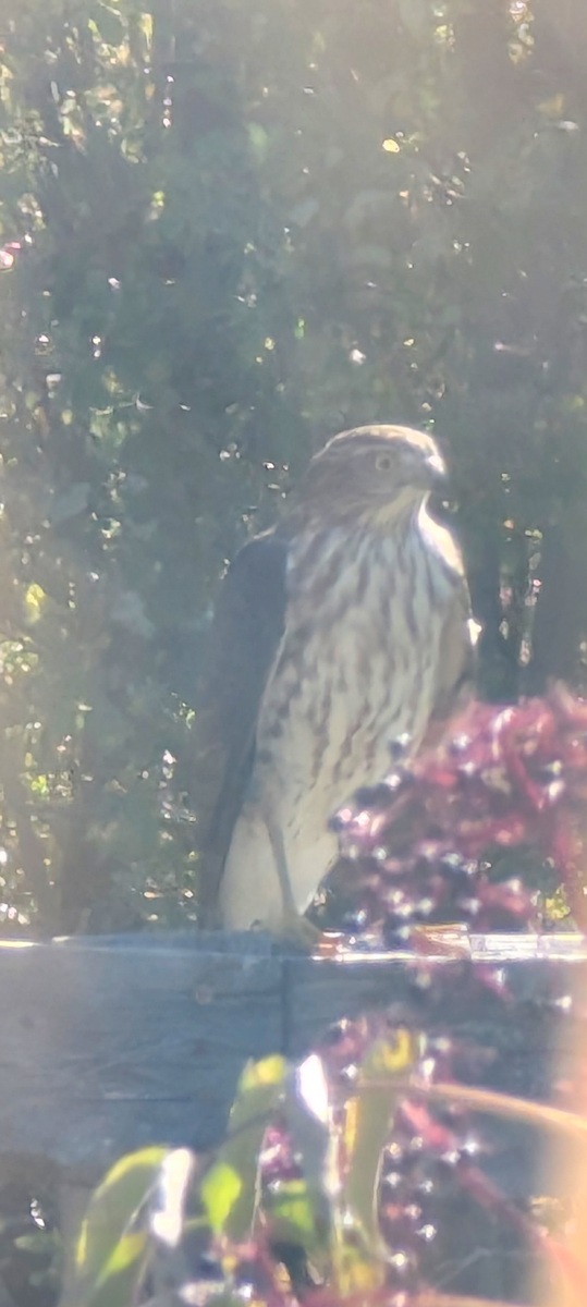 Sharp-shinned Hawk - ML642858963