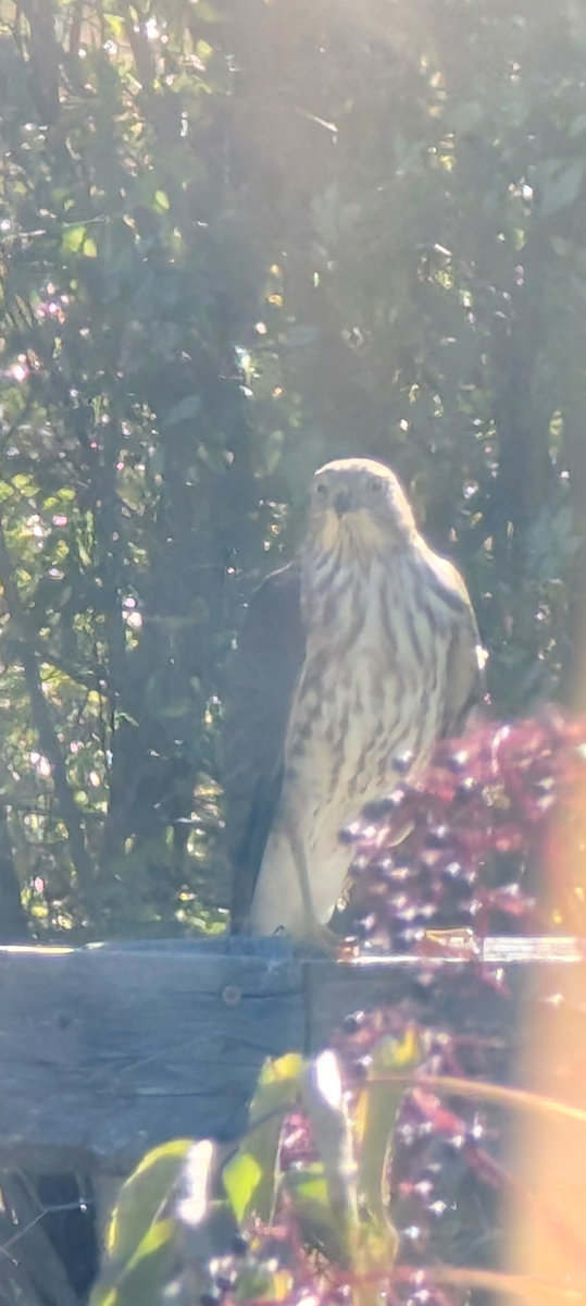 Sharp-shinned Hawk - ML642858966