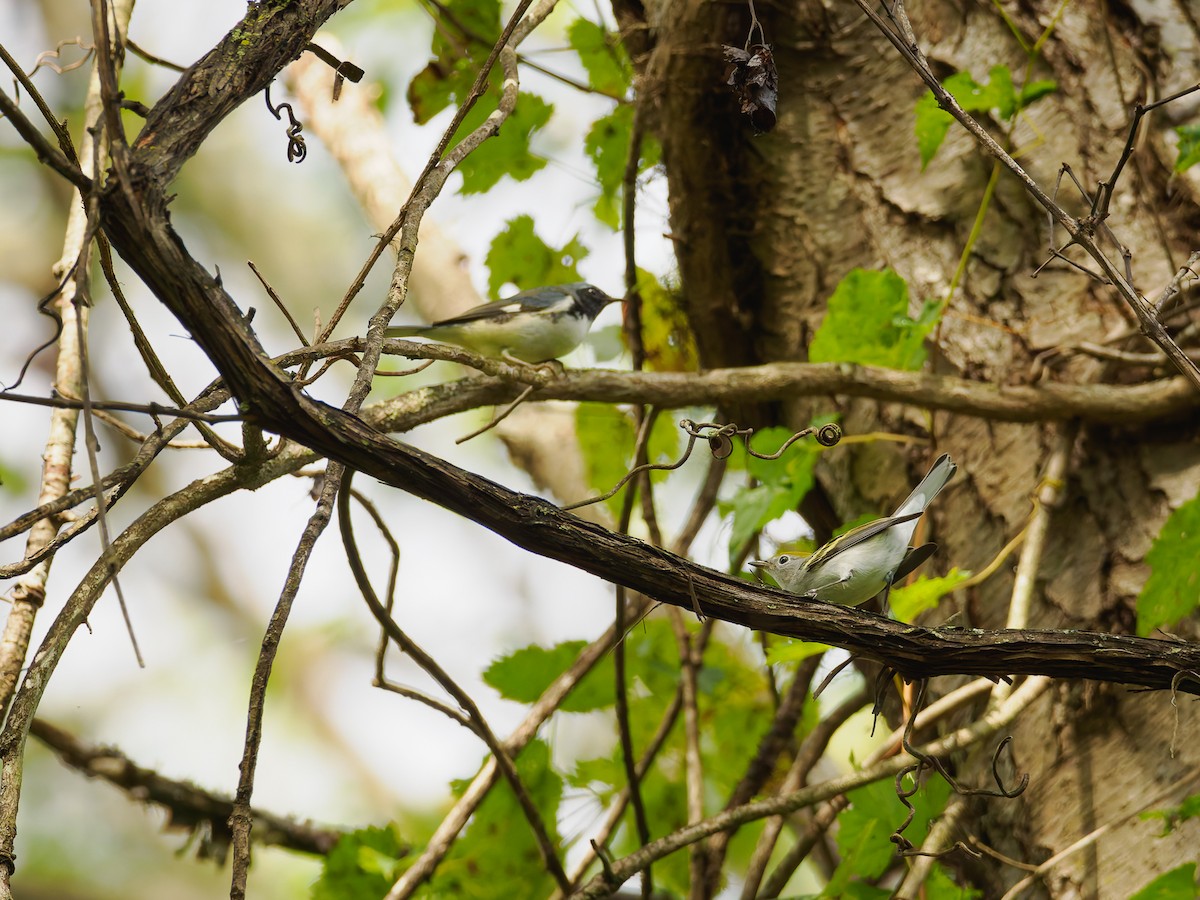 Chestnut-sided Warbler - ML642858967