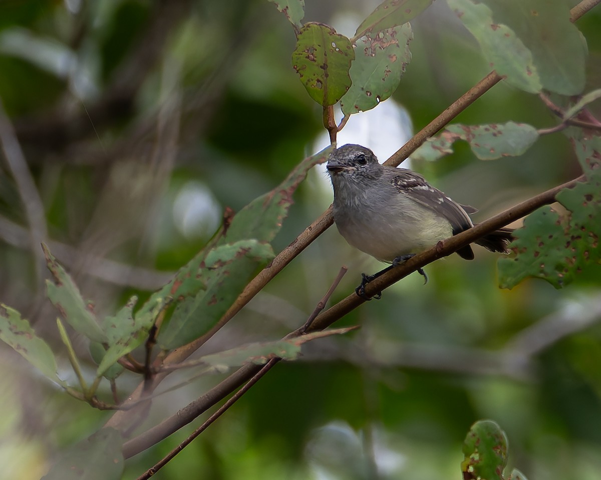 Northern Scrub-Flycatcher - ML642858969