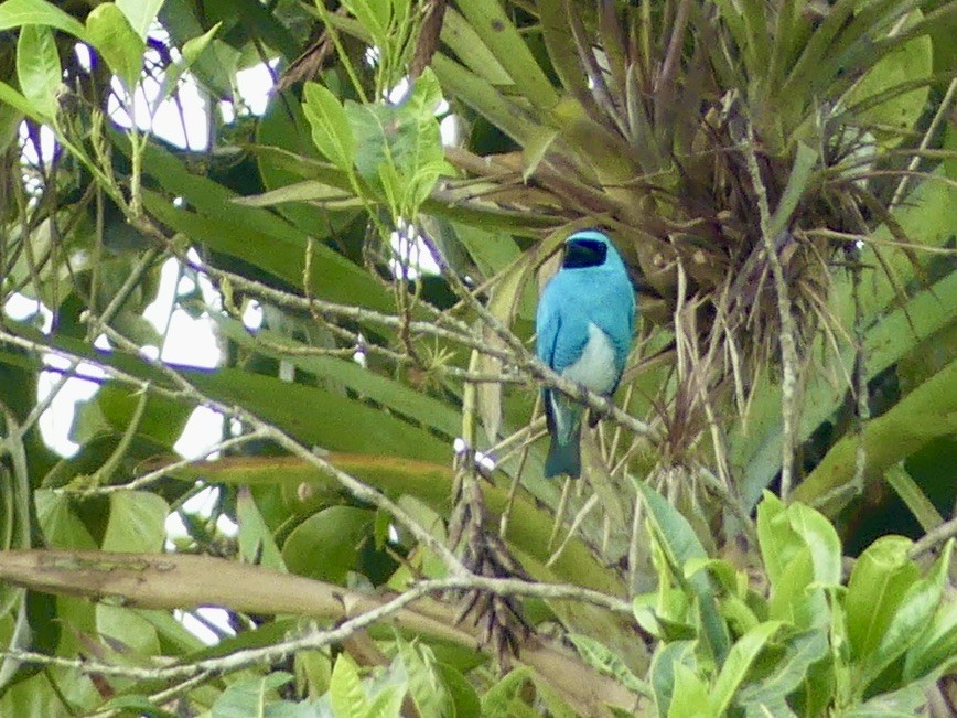Swallow Tanager - ML642858997