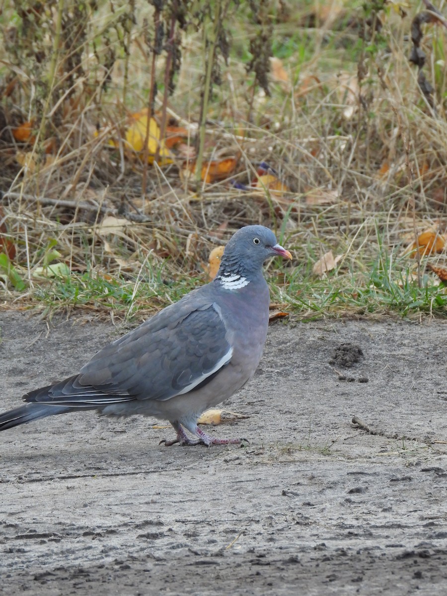 Common Wood-Pigeon - ML642859009