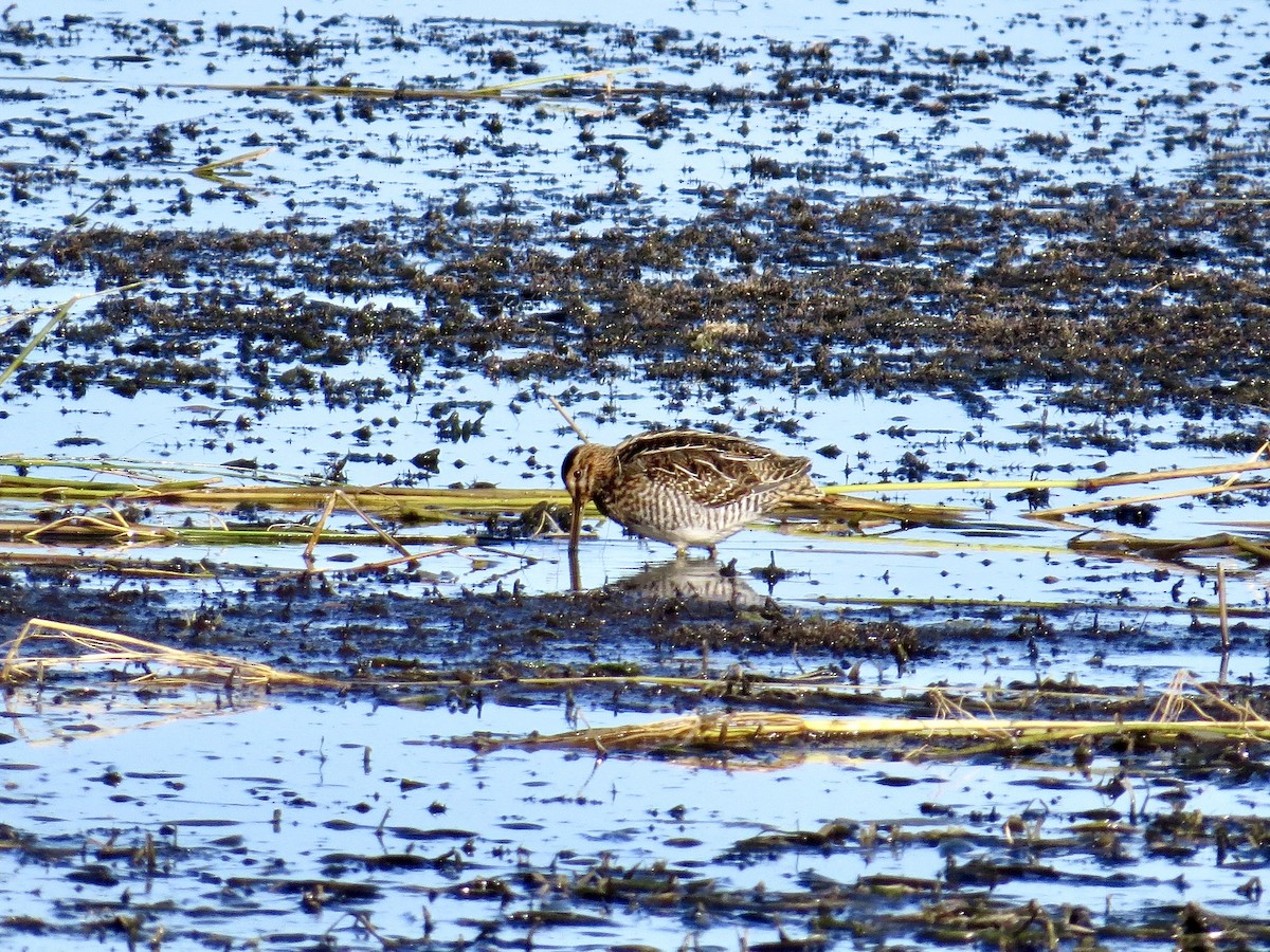 Wilson's Snipe - ML642859010