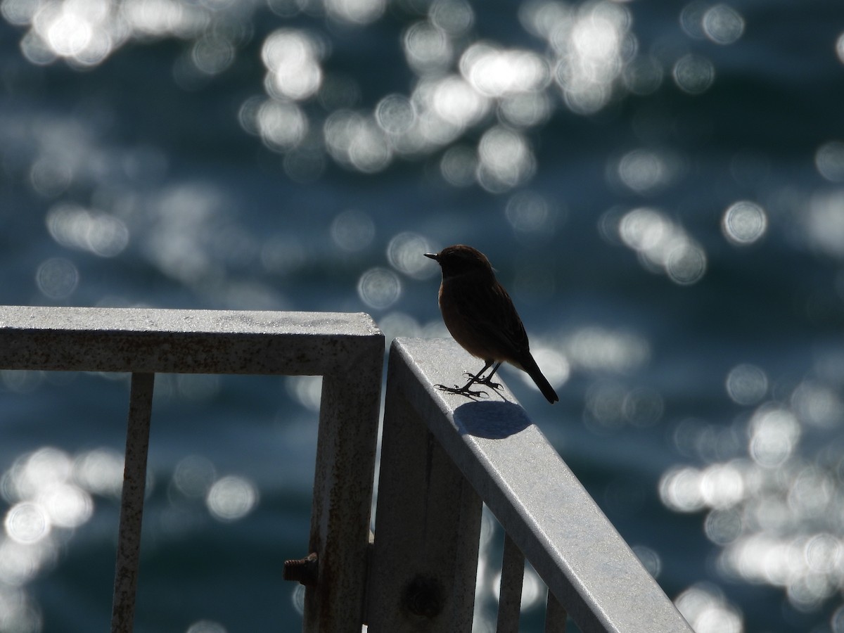 European Stonechat - ML642859019