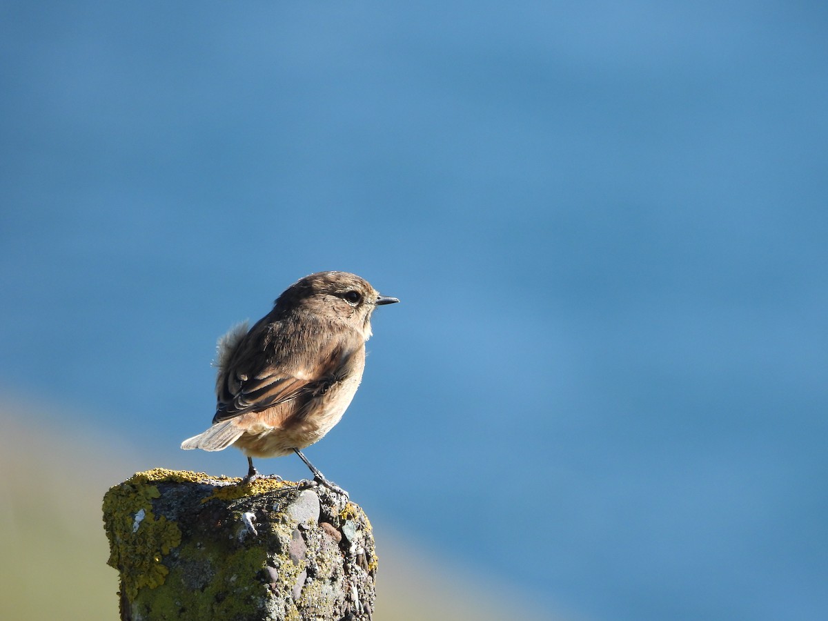 European Stonechat - ML642859020