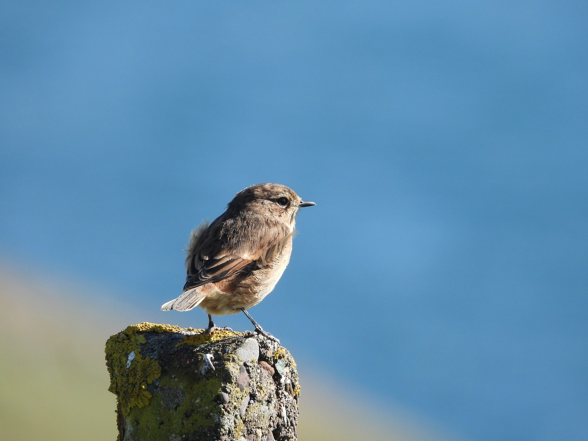 European Stonechat - ML642859021