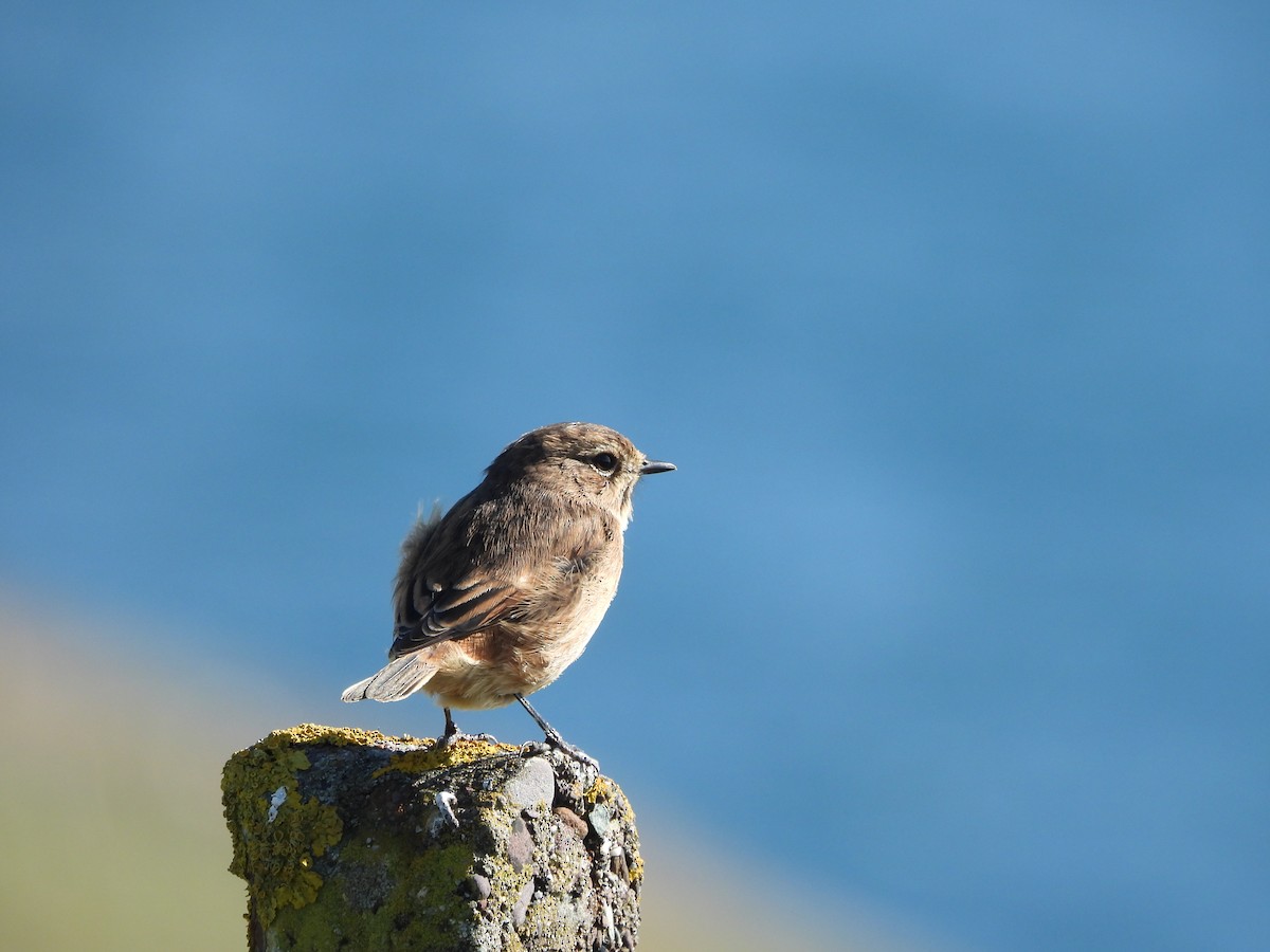 European Stonechat - ML642859022