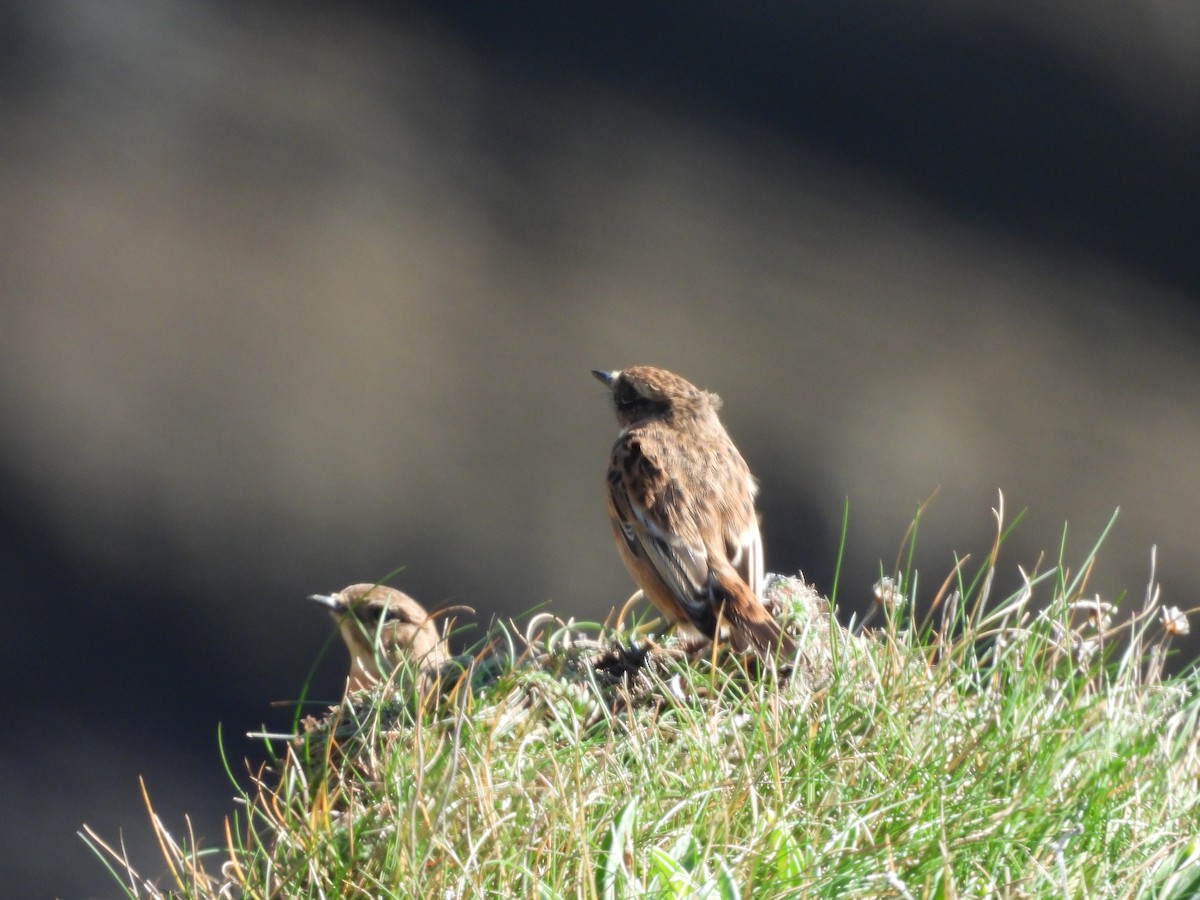 European Stonechat - ML642859023