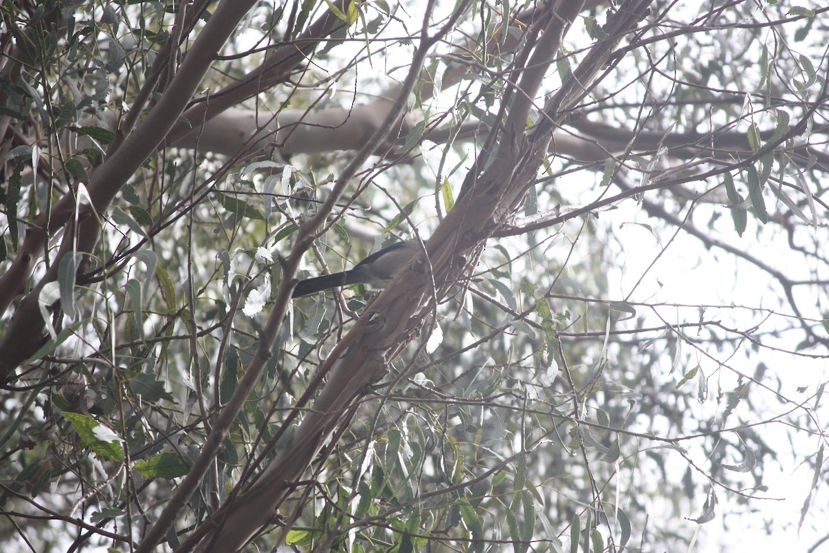 Woodhouse's Scrub-Jay - ML642859039
