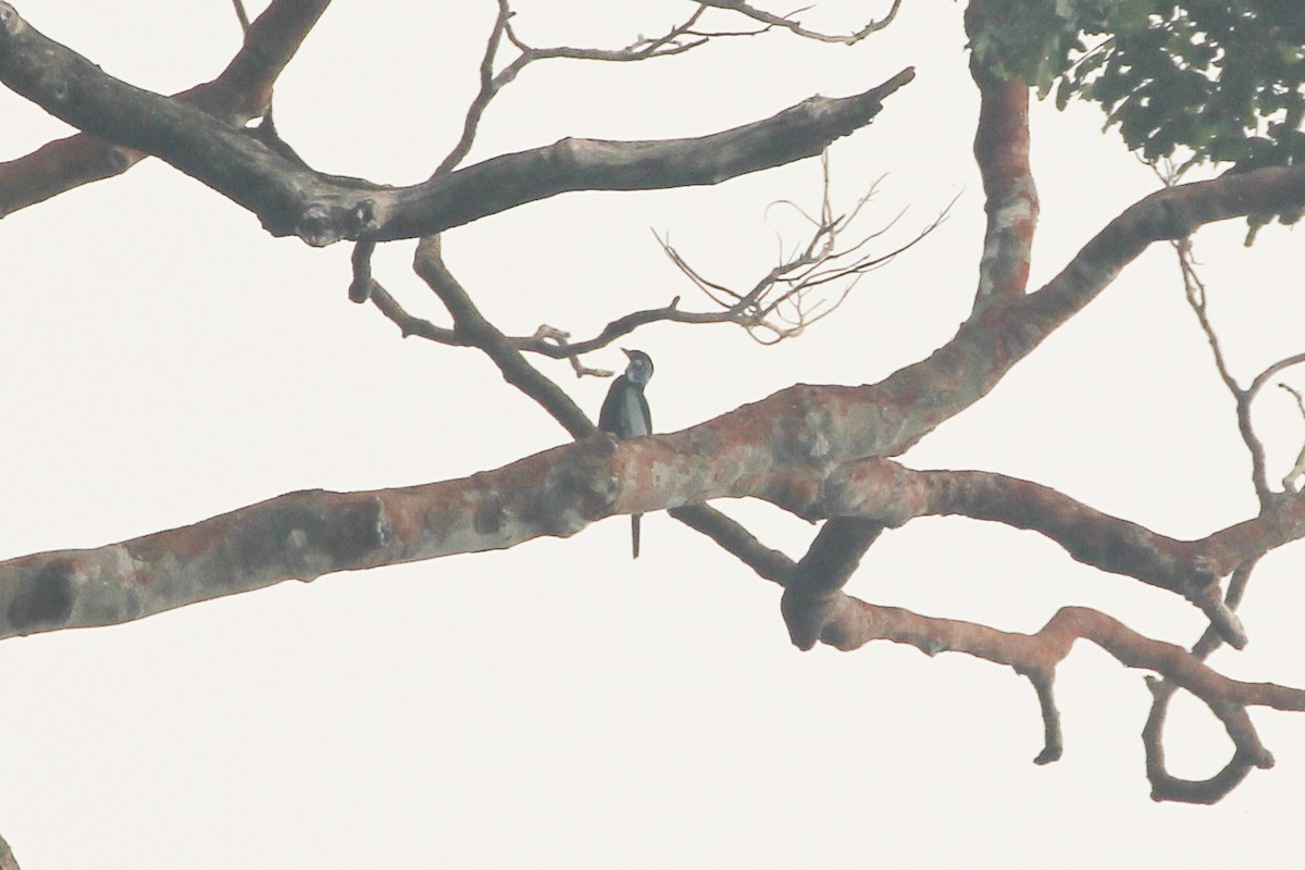Bare-necked Fruitcrow - ML642859041