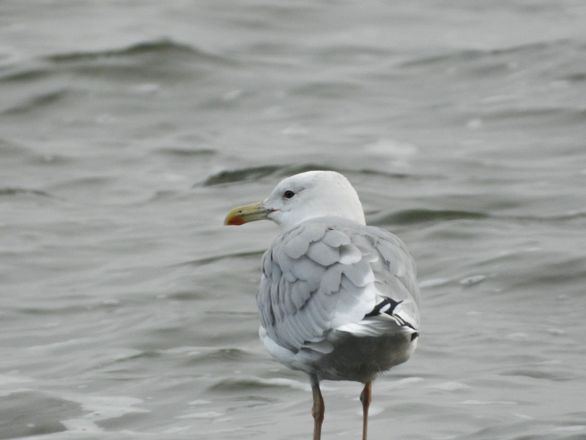 Caspian Gull - ML642859043