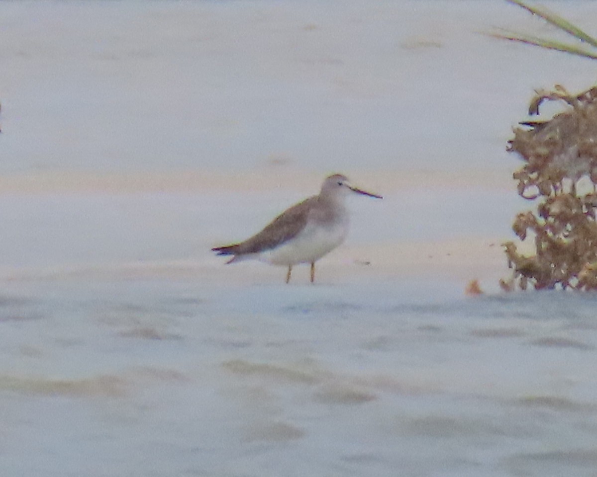 shorebird sp. - ML642859045