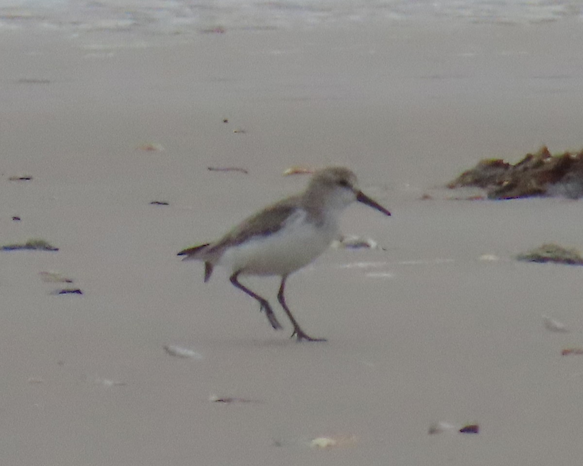 shorebird sp. - ML642859046