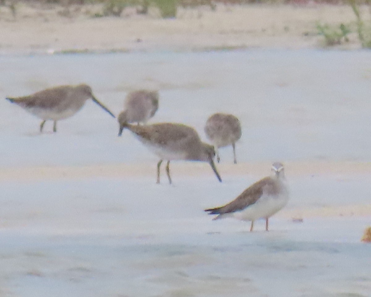 shorebird sp. - ML642859048