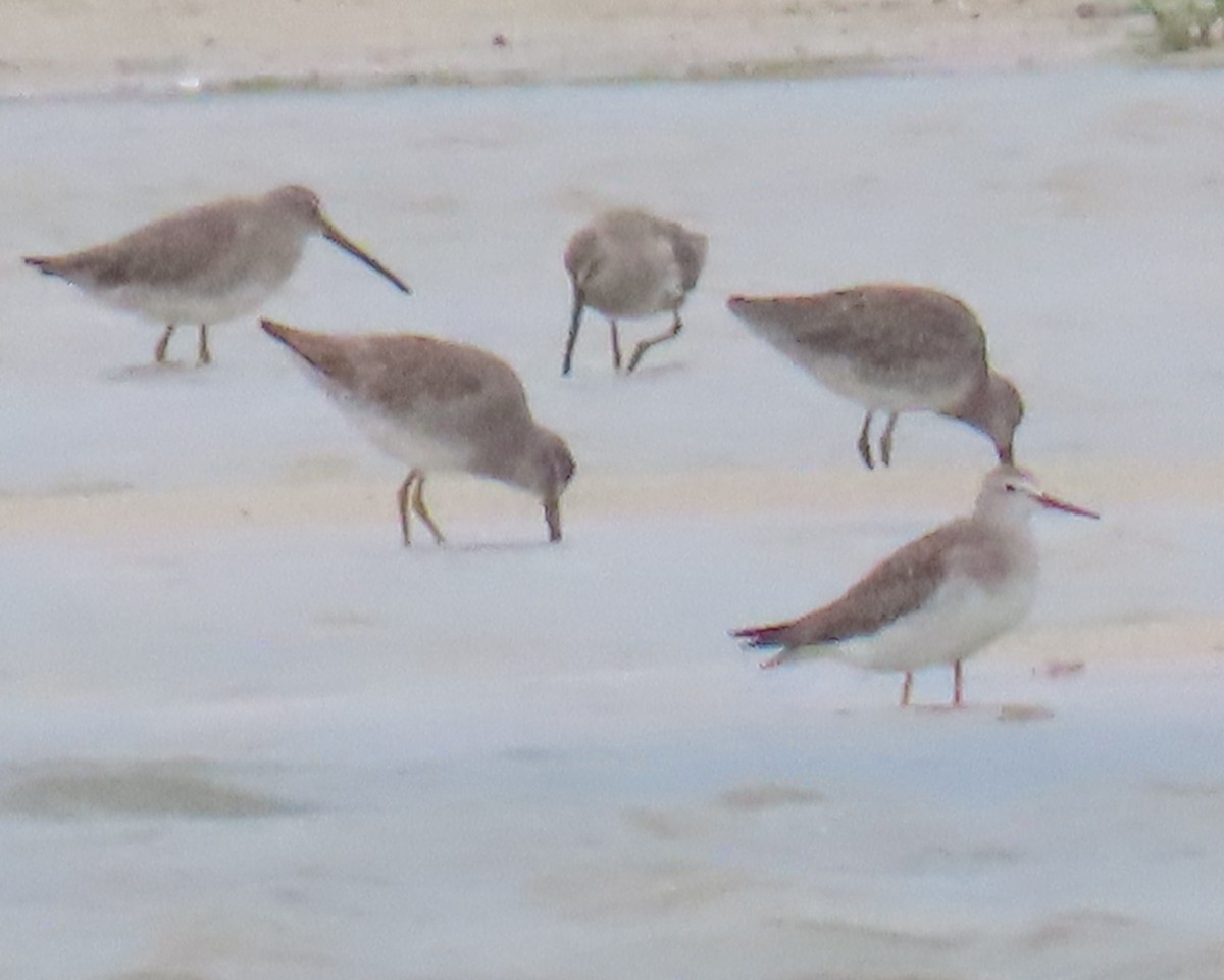 shorebird sp. - ML642859049