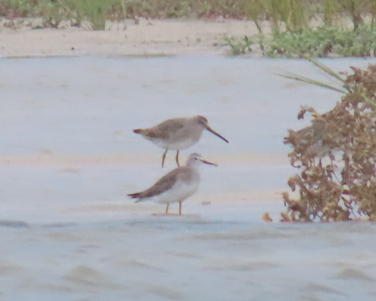 shorebird sp. - ML642859050