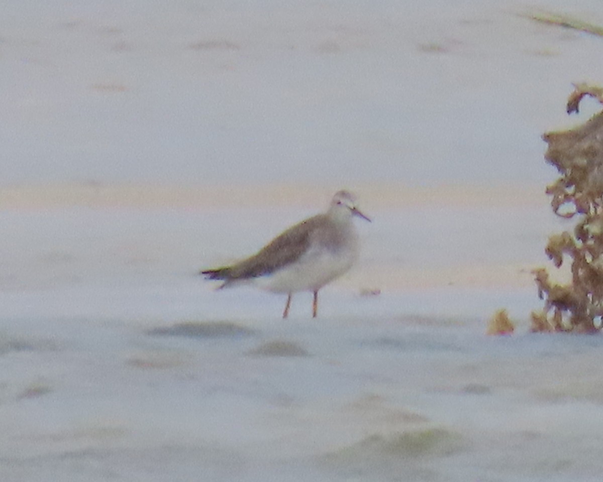 shorebird sp. - ML642859053
