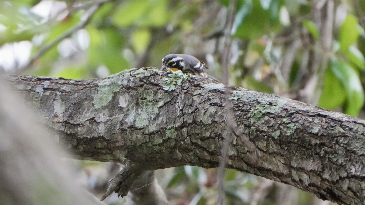 Yellow-throated Warbler - ML642859064