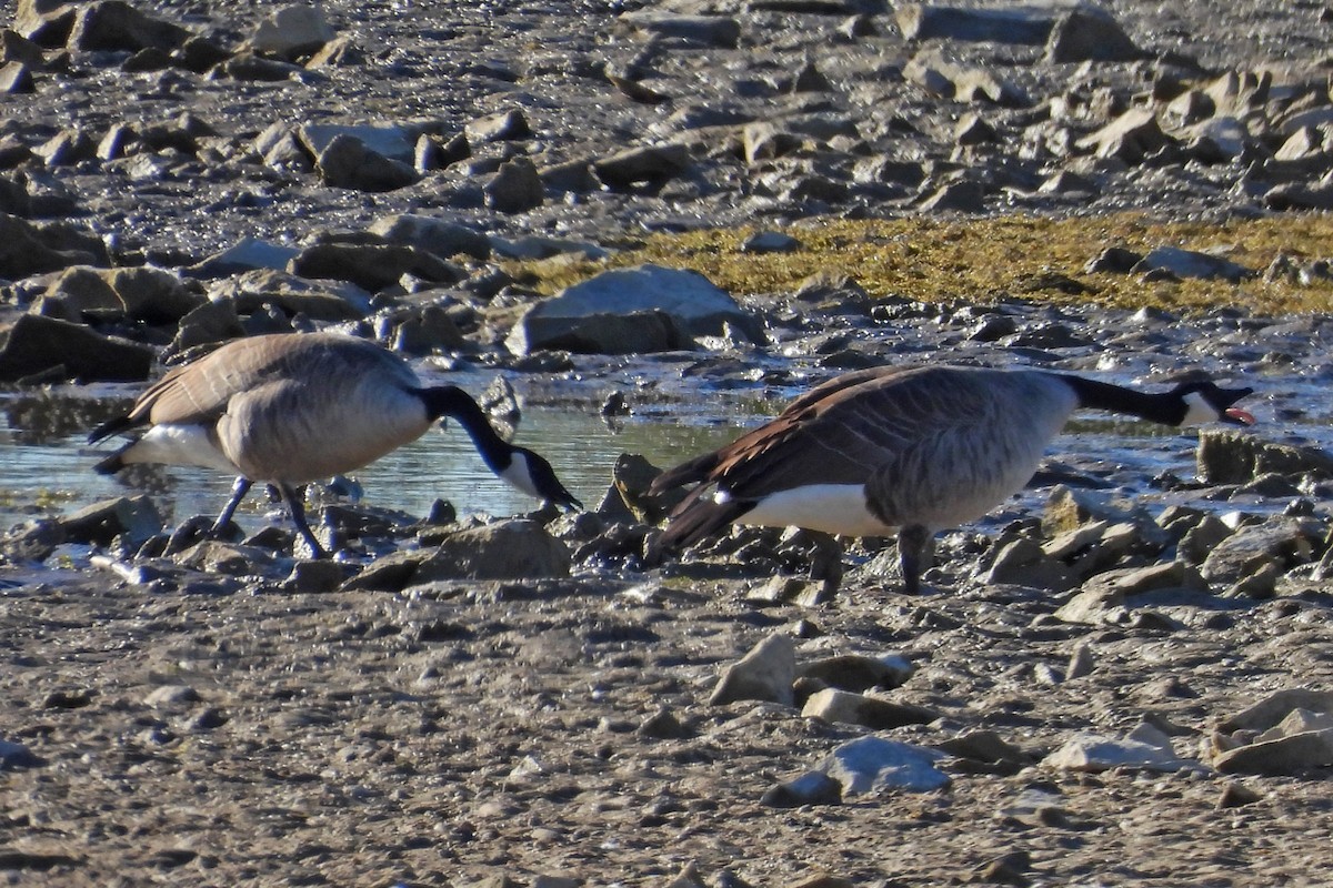 Canada Goose - ML642859066