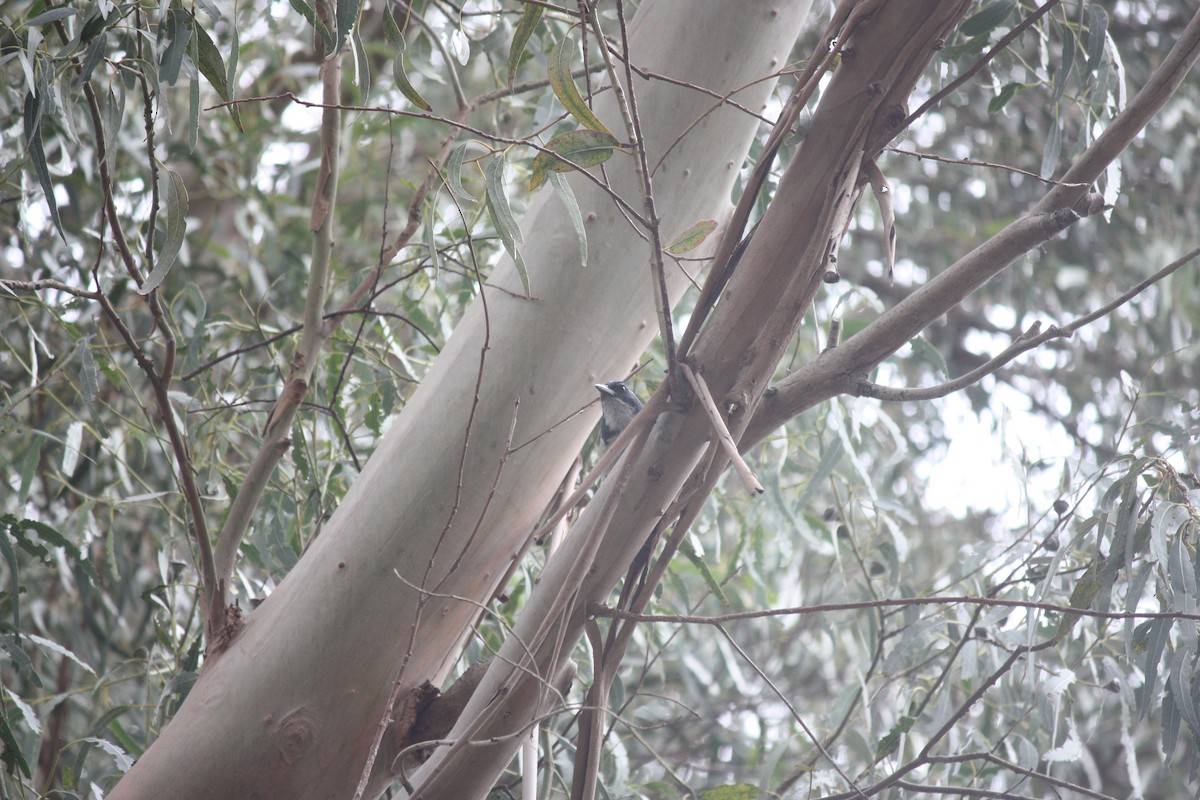 Woodhouse's Scrub-Jay - ML642859068