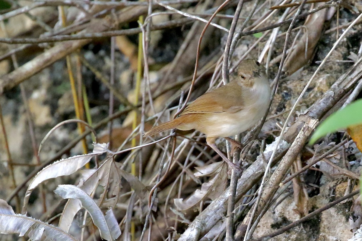 Akalat des Célèbes - ML642859069