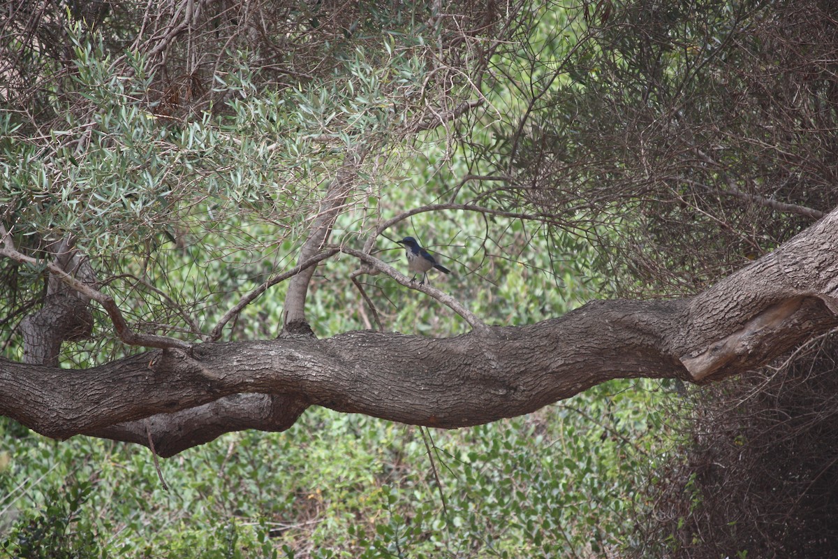 Woodhouse's Scrub-Jay - ML642859080