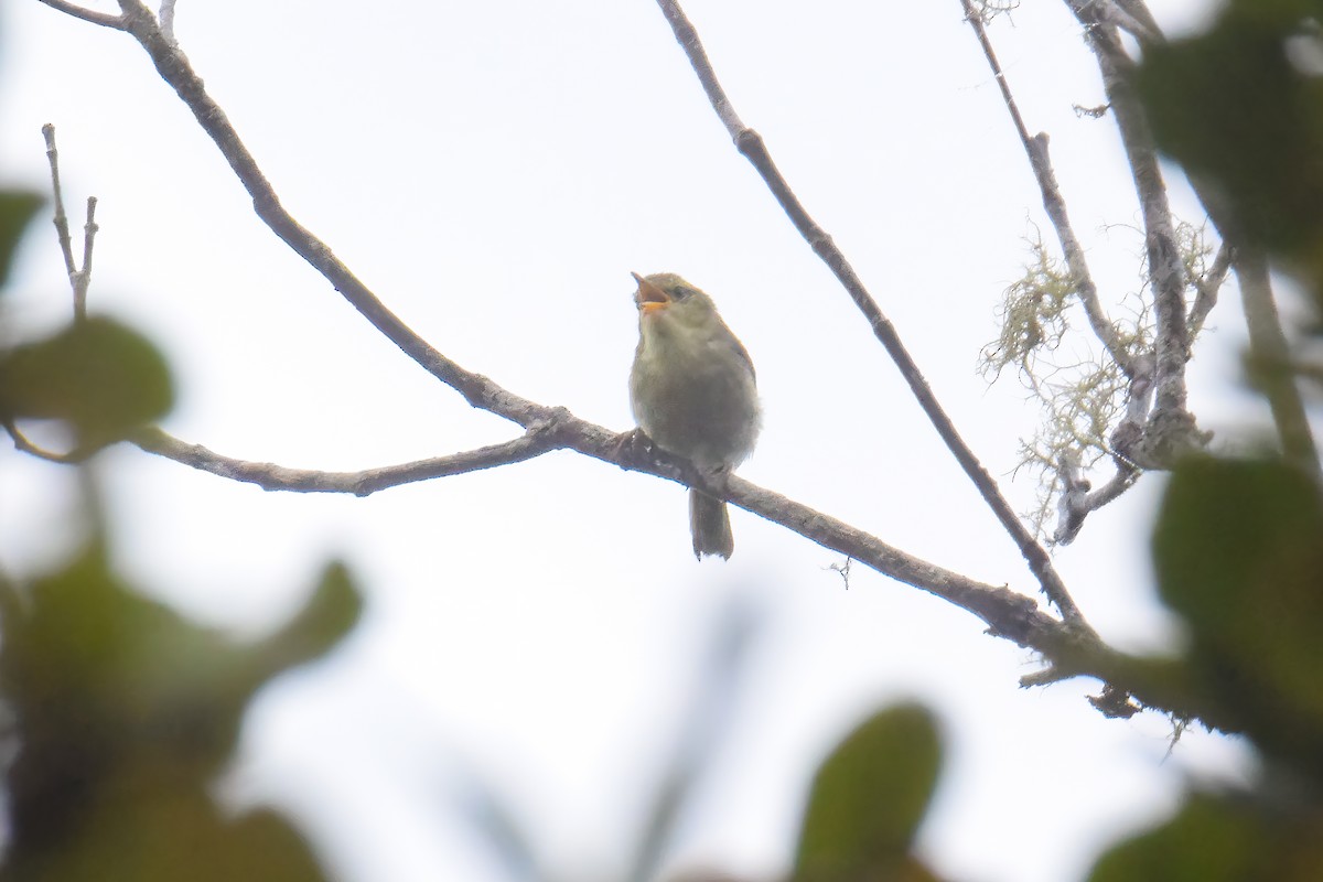 Cryptic Warbler - ML642859087