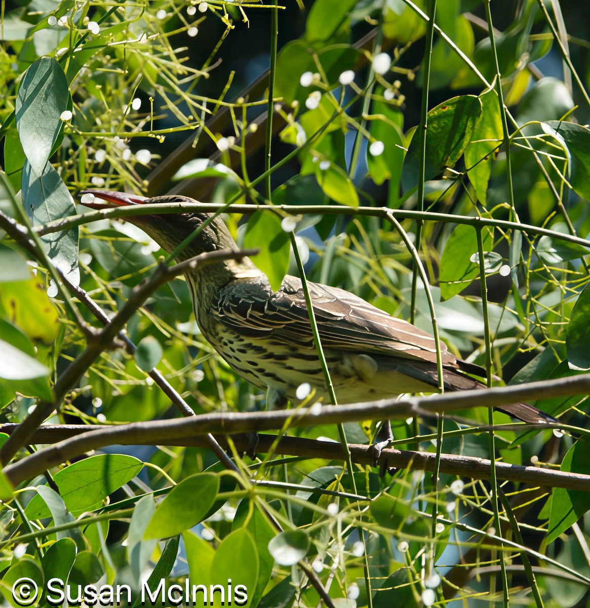 Olive-backed Oriole - Susan Mac
