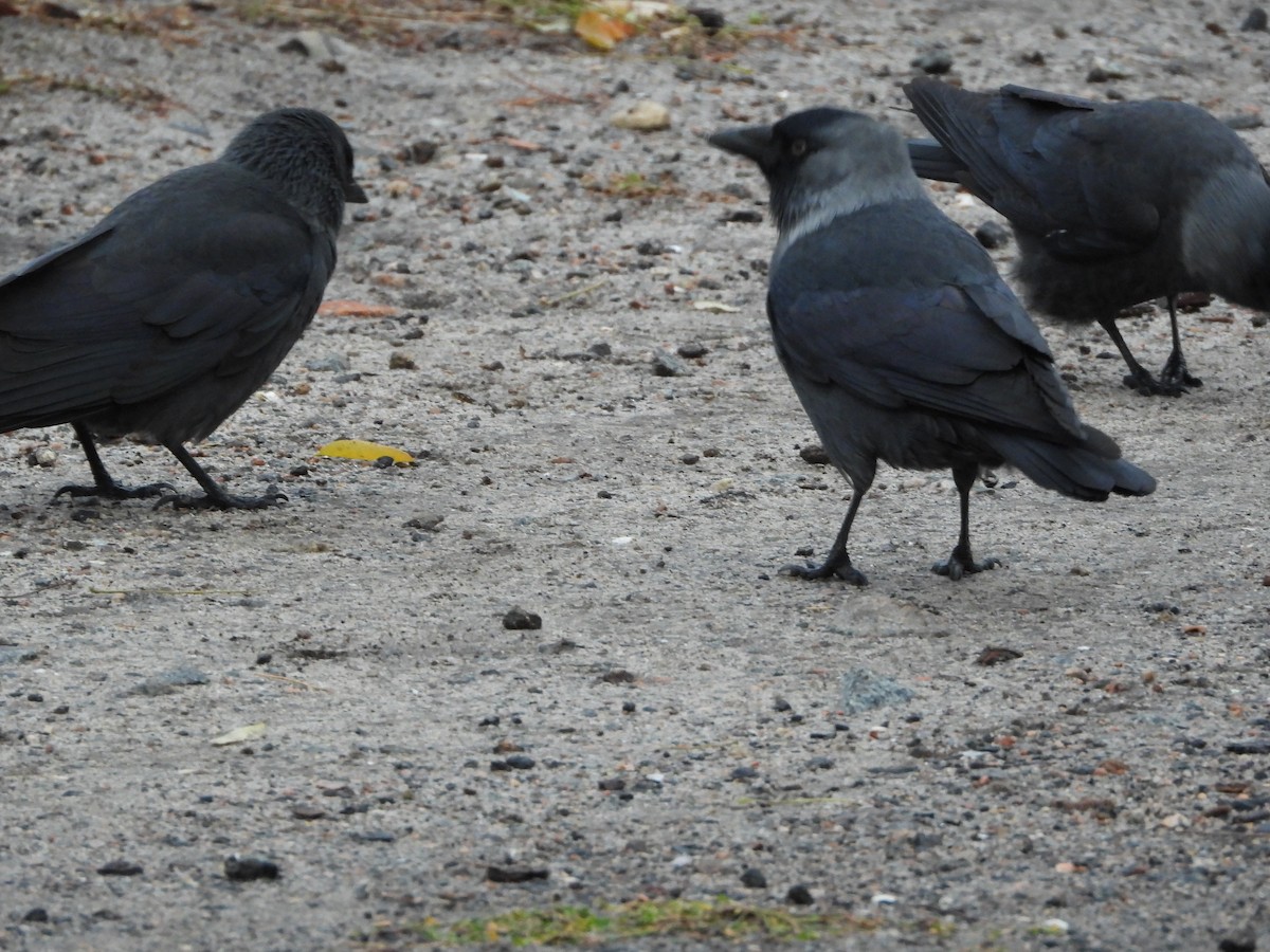 Eurasian Jackdaw - ML642859097
