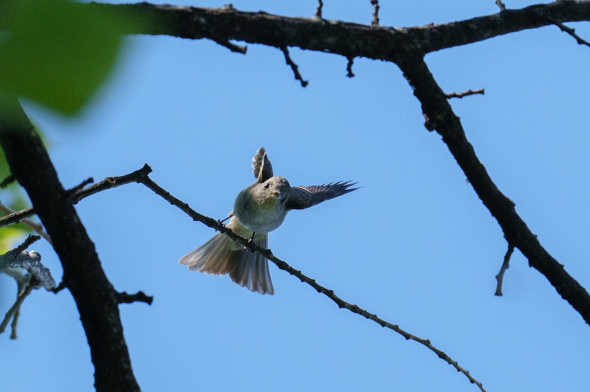 Olive-sided Flycatcher - ML642859099