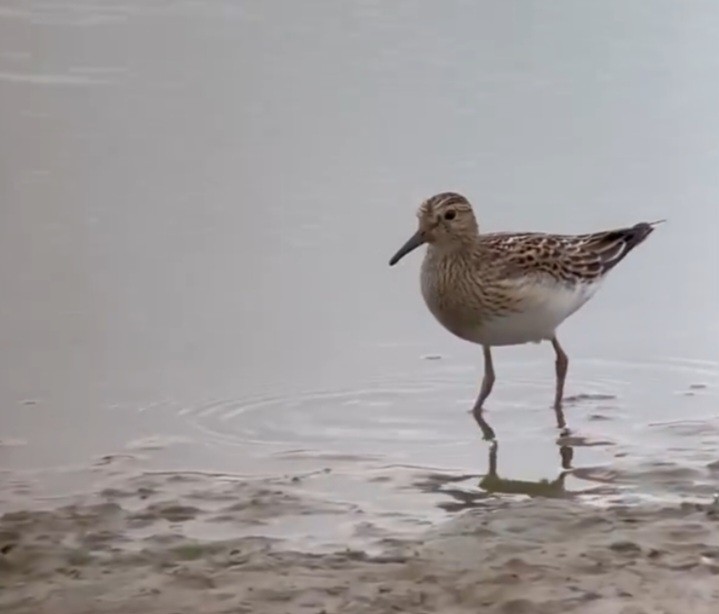 jespák skvrnitý - ML642859109