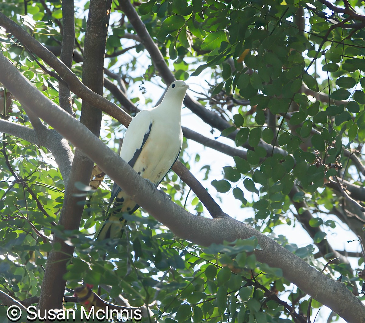 Torresian Imperial-Pigeon - ML642859110