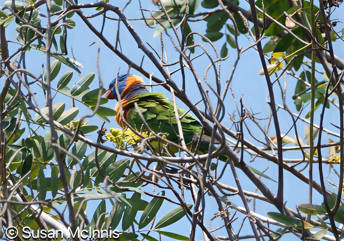 Red-collared Lorikeet - ML642859132