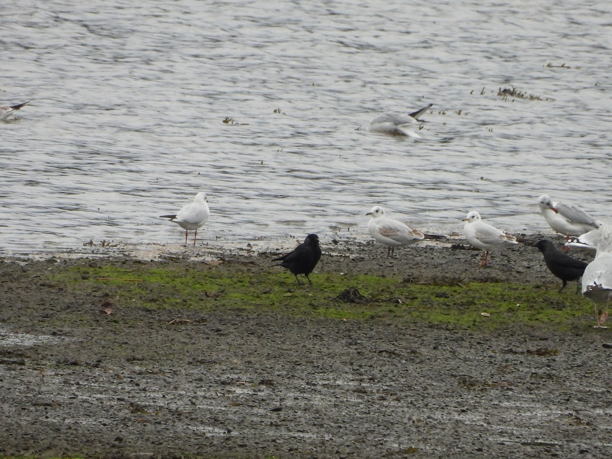 Eurasian Jackdaw - ML642859140